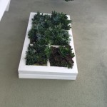 succulent living walls for homes and offices